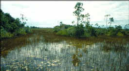 photo of a tree island