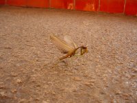 Un extrao insecto que encontramos en la escalera al salir del primer examen y que ha sido declarado la mascota oficial de la delegacin